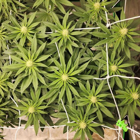 The Magus growlog timeline photo
