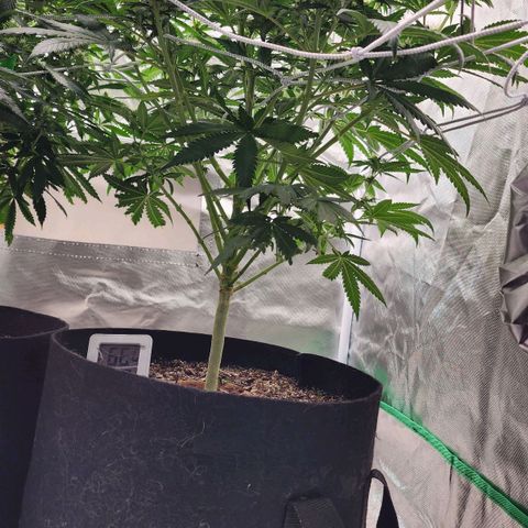 The Magus growlog timeline photo