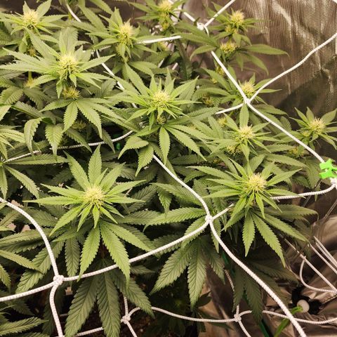 The Magus growlog timeline photo