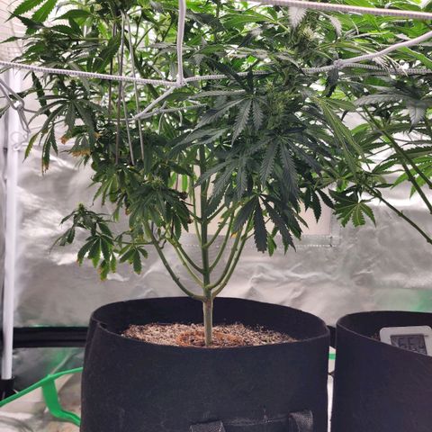 The Cleric growlog timeline photo