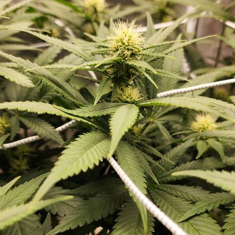 The Magus growlog timeline photo