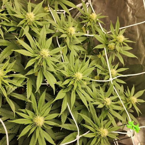 The Magus growlog timeline photo