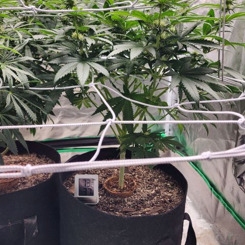 The Magus growlog timeline photo