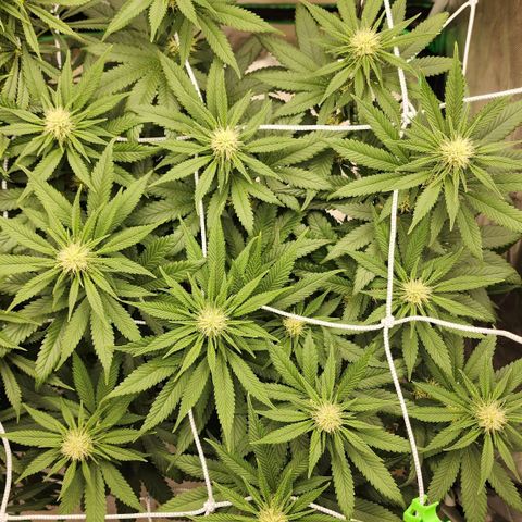 The Magus growlog timeline photo
