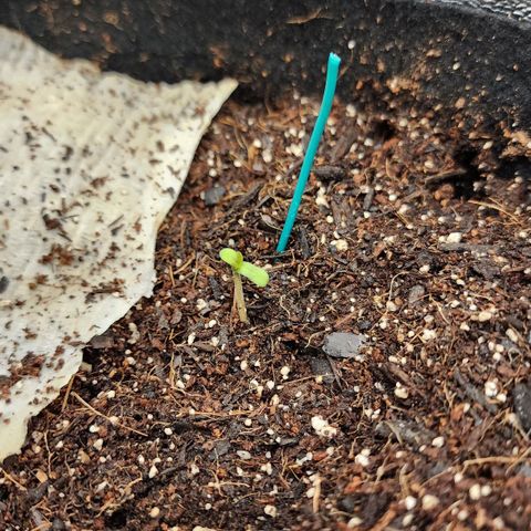 Gorilla Glue #1 growlog photo