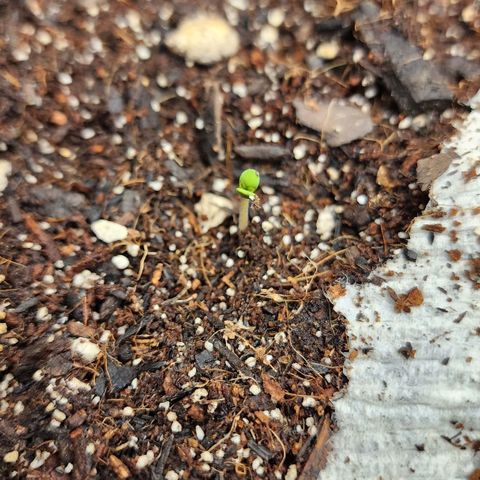 Gorilla Glue #2 growlog photo