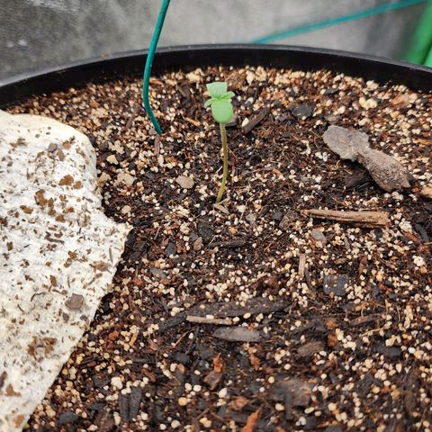Mango Mrrr  #1 growlog timeline photo