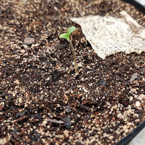Mango Mrrr  #2 growlog timeline photo