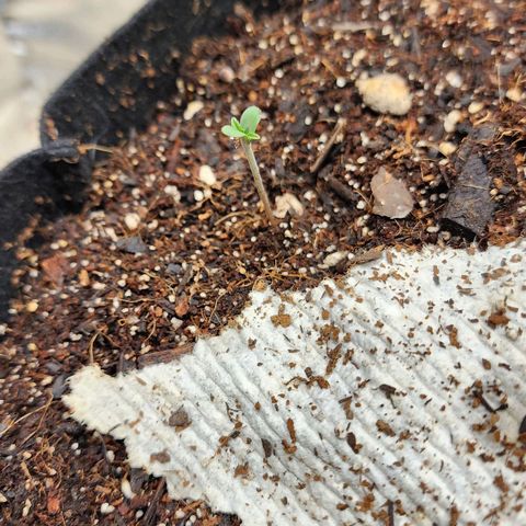 Gorilla Glue #2 growlog photo