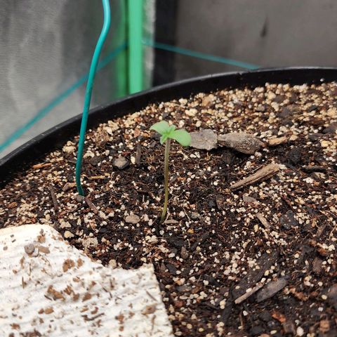 Mango Mrrr  #1 growlog timeline photo