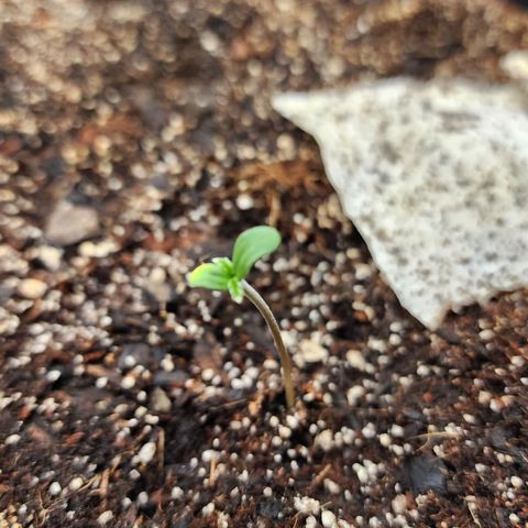 Mango Mrrr  #2 growlog timeline photo