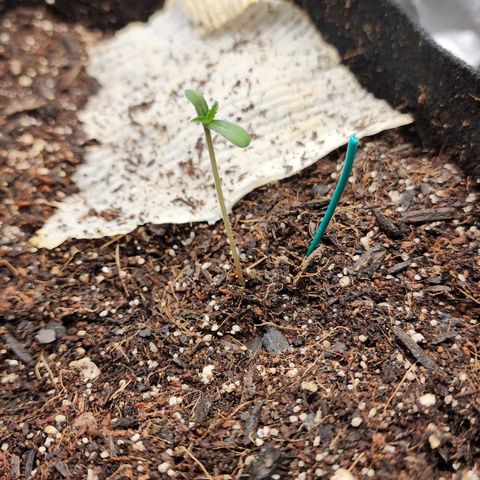 Gorilla Glue #1 growlog photo