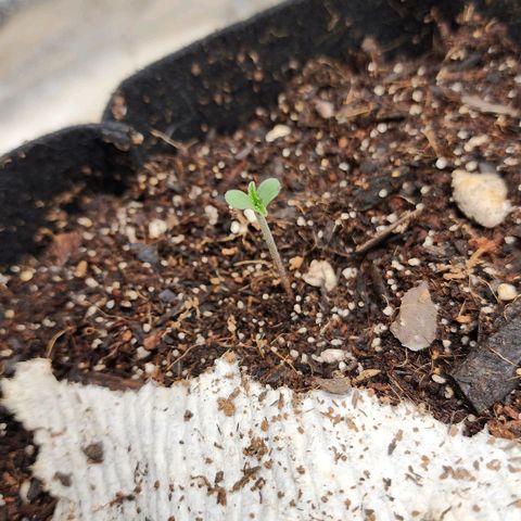 Gorilla Glue #2 growlog photo