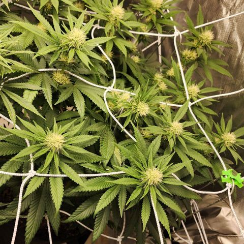 The Magus growlog timeline photo