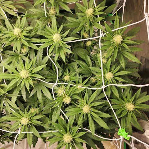 The Magus growlog timeline photo