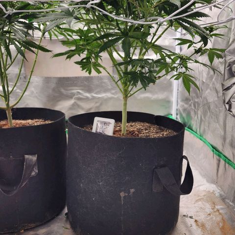 The Magus growlog timeline photo