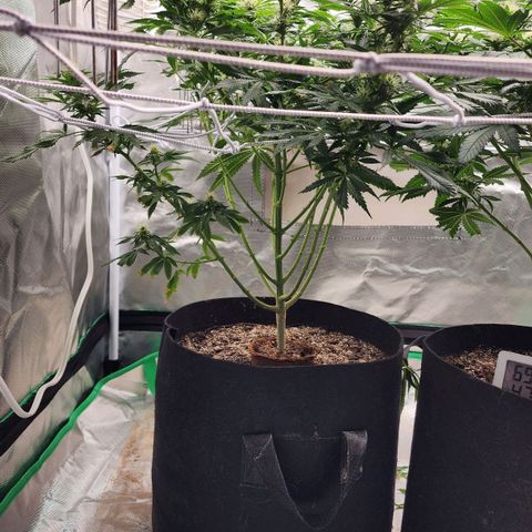 The Cleric growlog timeline photo