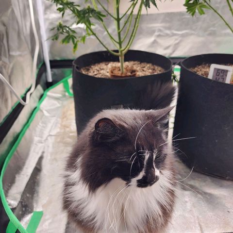 The Cleric growlog timeline photo