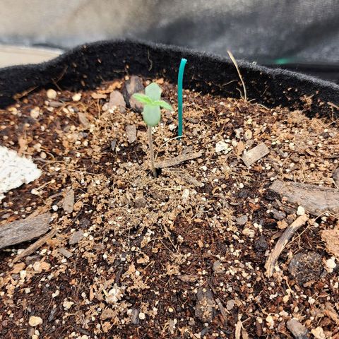 Methane #1 growlog timeline photo