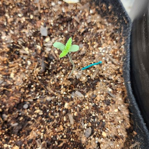 Gorilla Glue #1 growlog photo