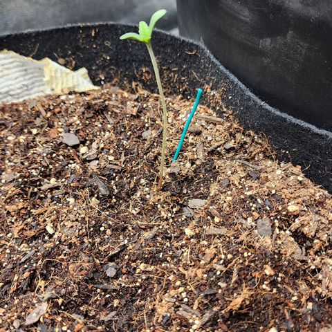 Gorilla Glue #1 growlog photo