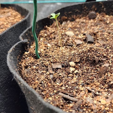 Gorilla Glue #2 growlog photo