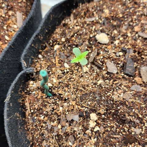 Gorilla Glue #2 growlog photo