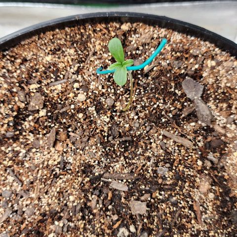 Mango Mrrr  #1 growlog timeline photo