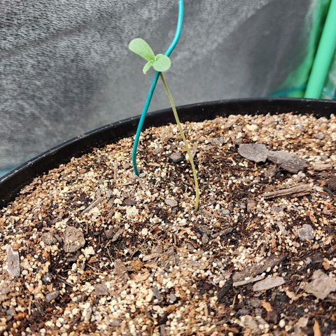 Mango Mrrr  #1 growlog timeline photo