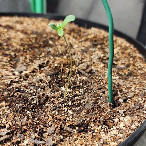 Mango Mrrr  #2 growlog timeline photo