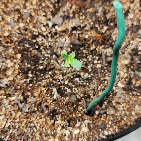 Mango Mrrr  #2 growlog timeline photo