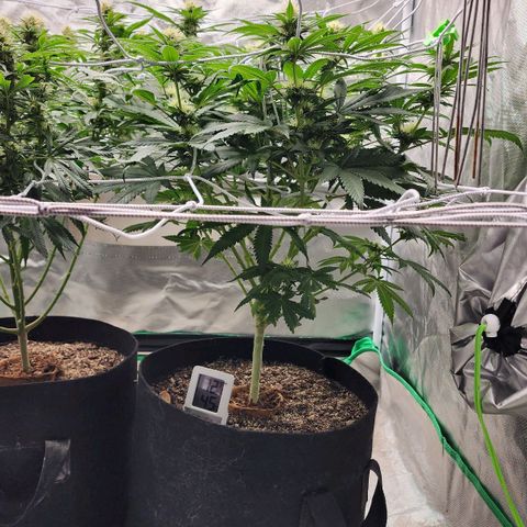 The Magus growlog timeline photo