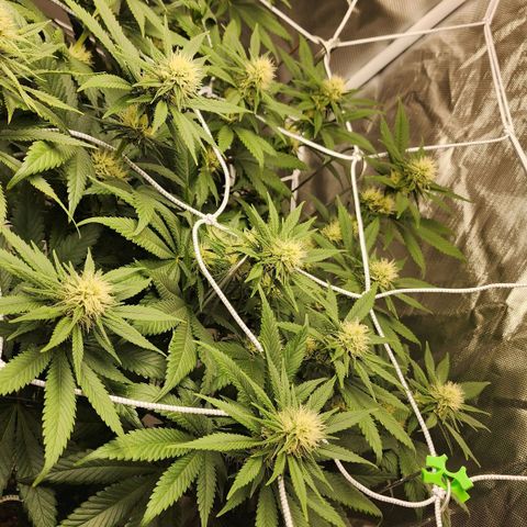 The Magus growlog timeline photo