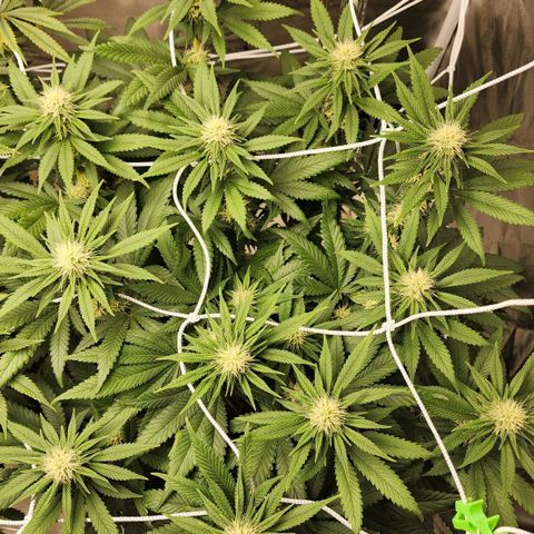 The Magus growlog timeline photo