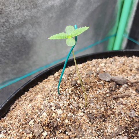 Mango Mrrr  #1 growlog timeline photo