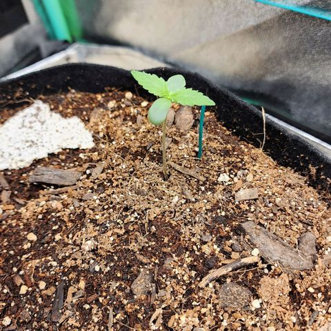 Methane #1 growlog timeline photo