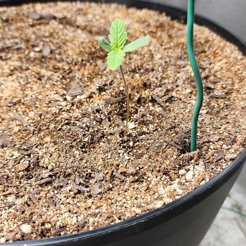 Mango Mrrr  #2 growlog timeline photo
