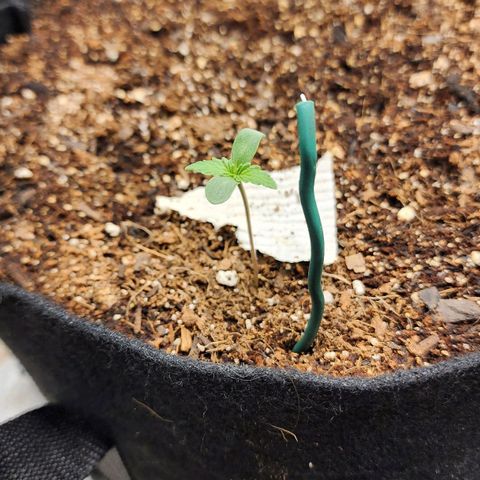 Methane #2 growlog timeline photo