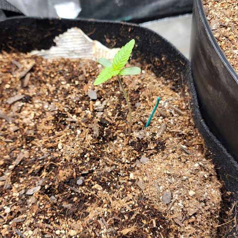 Gorilla Glue #1 growlog timeline photo