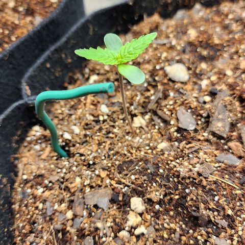 Gorilla Glue #2 growlog timeline photo