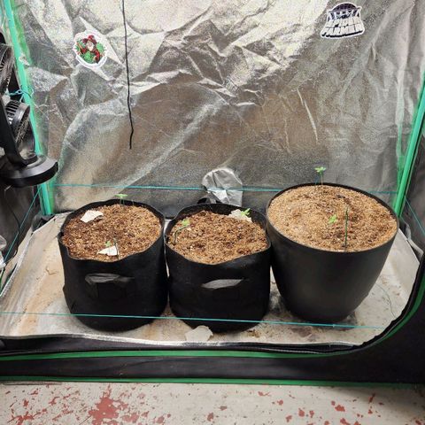 Gorilla Glue #1 growlog timeline photo