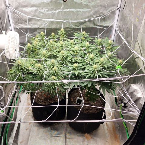 The Magus growlog timeline photo