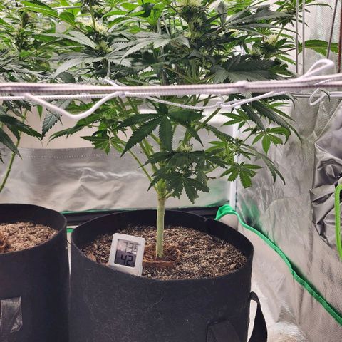 The Magus growlog timeline photo