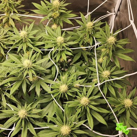 The Magus growlog timeline photo