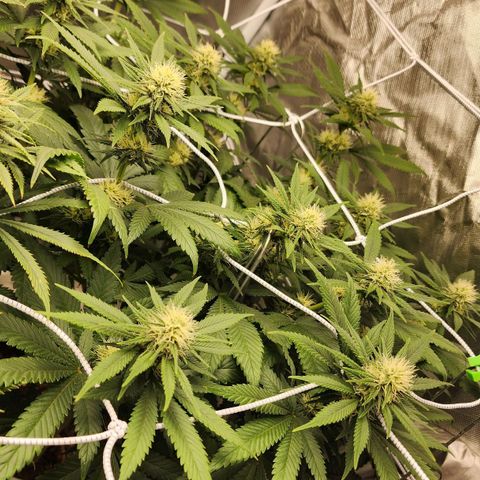 The Magus growlog timeline photo