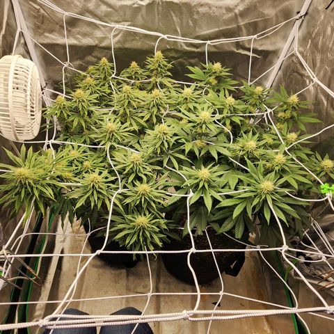 The Magus growlog timeline photo
