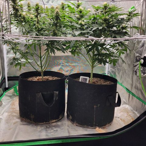 The Magus growlog timeline photo