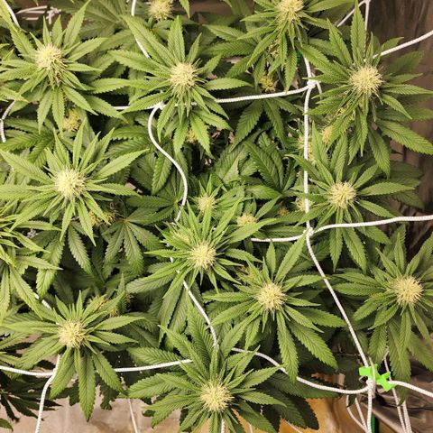 The Magus growlog timeline photo