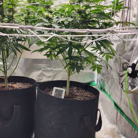 The Magus growlog timeline photo