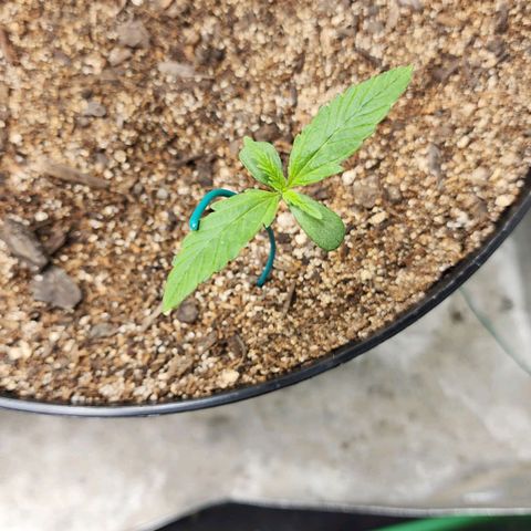 Mango Mrrr  #1 growlog timeline photo